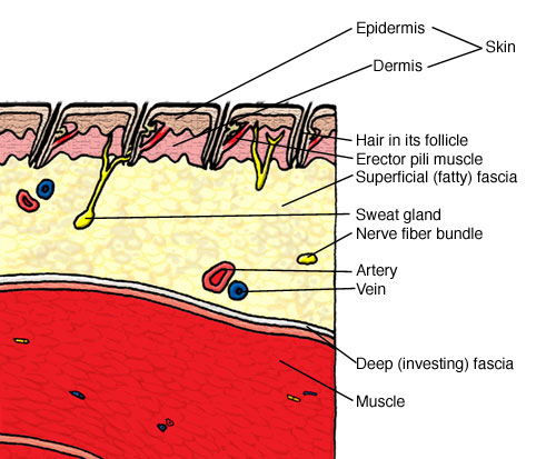 skin anatomy