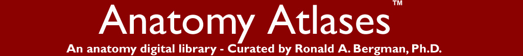 Anatomy Atlases(tm) : A digital library of anatomy information