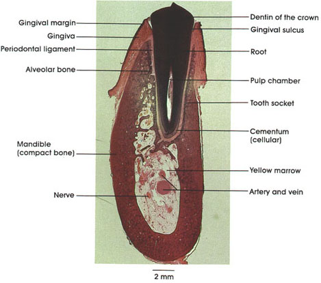 Tooth Histology Labeled