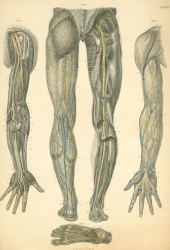 Upper Limb Anatomy 27177100 Vector Art at Vecteezy